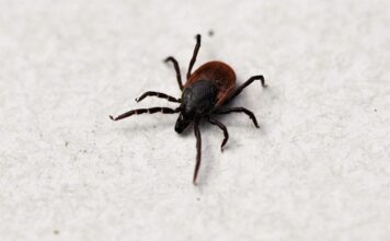 Mayo es el mes de la concientización sobre la enfermedad de Lyme
