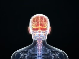 Tumores cerebrales causados ​​por la actividad neuronal normal en ratones predispuestos a estos tumores