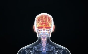 Tumores cerebrales causados ​​por la actividad neuronal normal en ratones predispuestos a estos tumores