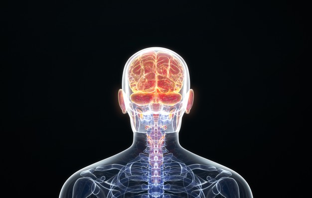 Tumores cerebrales causados ​​por la actividad neuronal normal en ratones predispuestos a estos tumores
