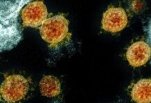 Los investigadores australianos desarrollan un tratamiento COVID-19 eficaz; ensayos en humanos pendientes