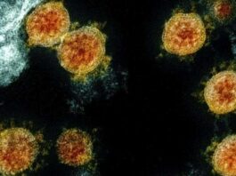 Los investigadores australianos desarrollan un tratamiento COVID-19 eficaz; ensayos en humanos pendientes