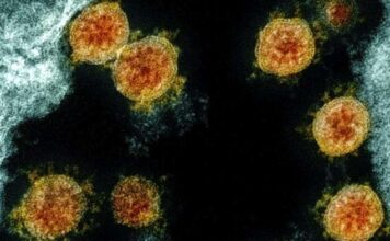 Los investigadores australianos desarrollan un tratamiento COVID-19 eficaz; ensayos en humanos pendientes