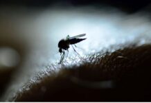 Los investigadores descubren un compuesto que puede impedir que el parásito de la malaria provoque enfermedades