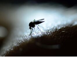 Los investigadores descubren un compuesto que puede impedir que el parásito de la malaria provoque enfermedades