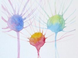 Identifican una forma de esclerosis lateral amiotrófica relacionada con la síntesis de esfingolípidos