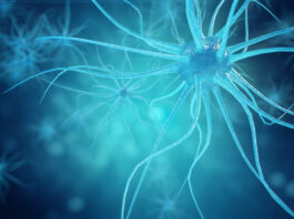 La ELA podría desencadenarse por la pérdida de conexiones de red en la médula espinal