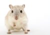 Leptospirosis: cómo los ratones pueden ser mortales