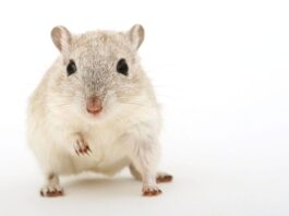 Leptospirosis: cómo los ratones pueden ser mortales