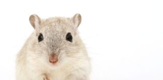 Leptospirosis: cómo los ratones pueden ser mortales
