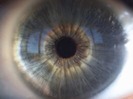 Un nuevo estudio ayuda a comprender las bases moleculares de las distrofias hereditarias de retina causadas por el gen ‘CERKL’