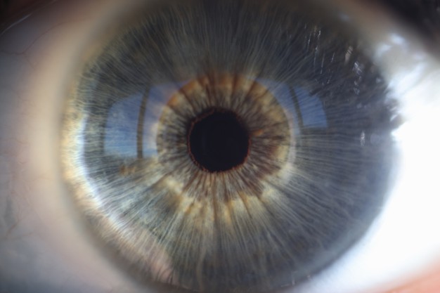Un nuevo estudio ayuda a comprender las bases moleculares de las distrofias hereditarias de retina causadas por el gen ‘CERKL’