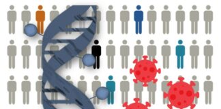 Identificadas 13 regiones del genoma relacionadas con la susceptibilidad a COVID-19 o la gravedad de la enfermedad