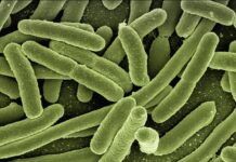 La melioidosis infecta a tres personas en los EE.UU.