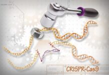 Prometedores datos preliminares del primer CRISPR in vivo en humanos