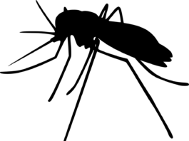 designación innovadora de la FDA para vacuna contra el virus Chikungunya