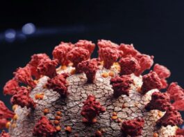 El anticuerpo de I-Mab para COVID-19 severo luce bien en un análisis intermedio