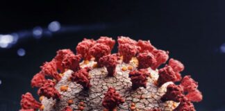 El anticuerpo de I-Mab para COVID-19 severo luce bien en un análisis intermedio