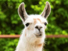 ExeVir Llama-Derived Anticuerpo se embarca en ensayos de covid-19 en humanos