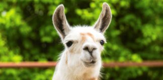 ExeVir Llama-Derived Anticuerpo se embarca en ensayos de covid-19 en humanos