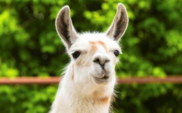 ExeVir Llama-Derived Anticuerpo se embarca en ensayos de covid-19 en humanos