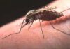 Más esperanza contra la malaria, ya que los anticuerpos protegen contra la infección