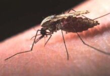 Más esperanza contra la malaria, ya que los anticuerpos protegen contra la infección