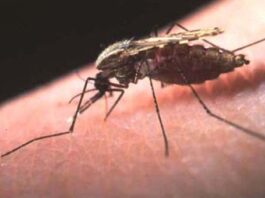 Más esperanza contra la malaria, ya que los anticuerpos protegen contra la infección