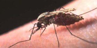 Más esperanza contra la malaria, ya que los anticuerpos protegen contra la infección