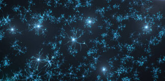 Un programa genético es capaz de proteger a las neuronas de la degeneración