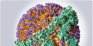 Ciertos niveles de lipoproteínas en sangre se relacionan con riesgo futuro de desarrollar ELA