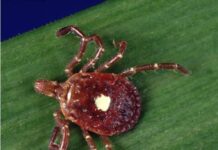 Enfermedades transmitidas por garrapatas y la mejor manera de prevenirlas