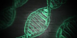 Las mutaciones de TP73 pueden aumentar el riesgo de esclerosis lateral amiotrófica
