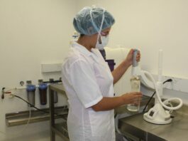 Los organoides biliares sugieren un nuevo tratamiento posible para la atresia biliar