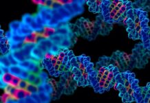 Pacientes con trombocitopenia congénita TUBB1-RT muestran gran heterogeneidad clínica