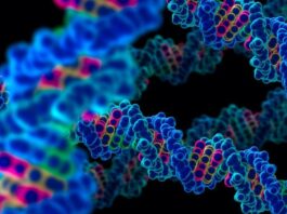 Pacientes con trombocitopenia congénita TUBB1-RT muestran gran heterogeneidad clínica