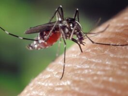 Virus del Nilo Occidental detectado en Baltimore