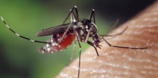 Virus del Nilo Occidental detectado en Baltimore